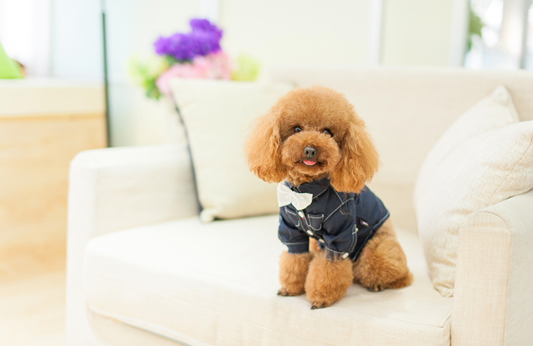 Low-shedding breeds