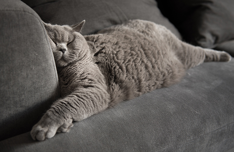 Couch fabrics