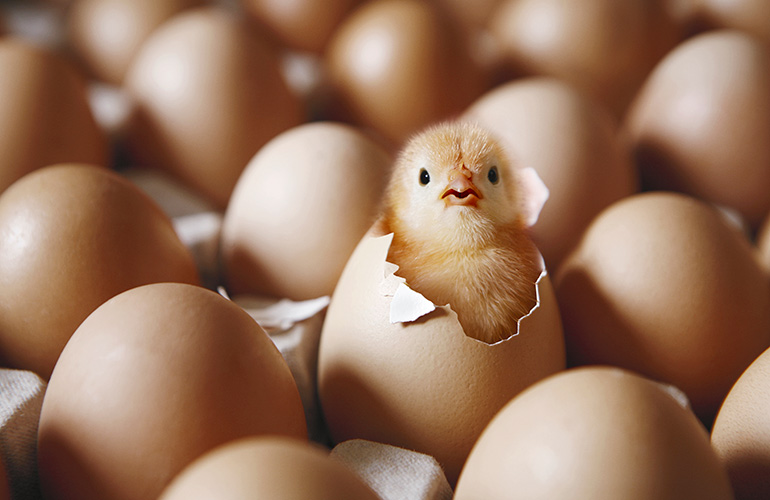 Don’t count your chickens before they hatch