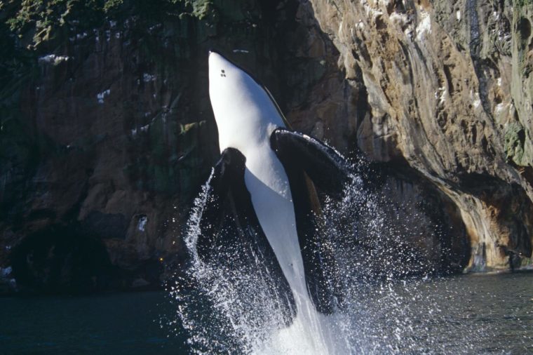 A Very Powerful Whale Runs to Heaven