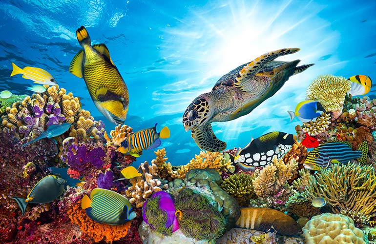 Great Barrier Reef, Australia
