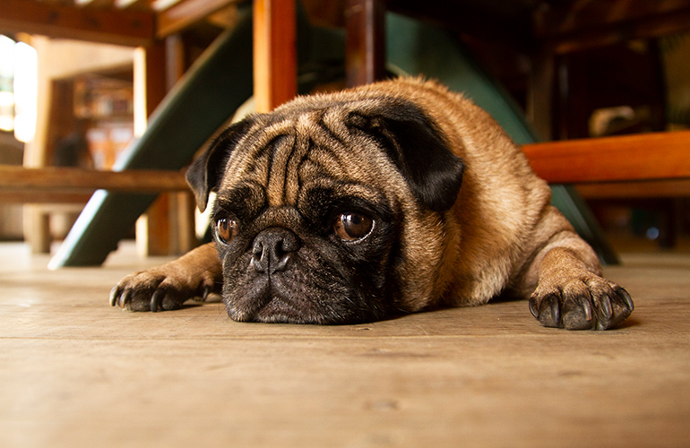 Which flooring is best?