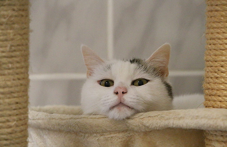 Dr Katrina’s top three tips for multi-pet harmony