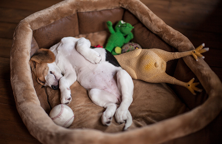 Pet management