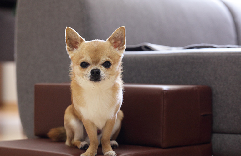 Dr Katrina’s Tips for THE BEST low-shedding pets
