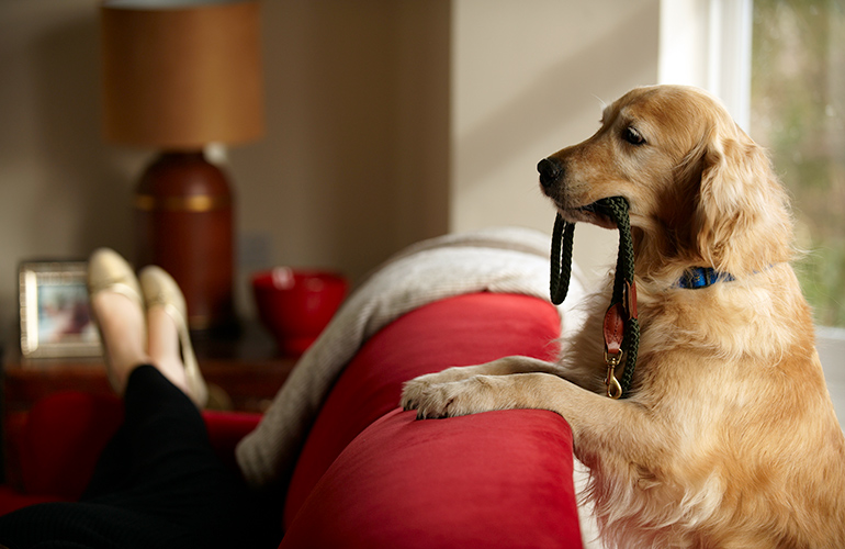 Your dog’s leash