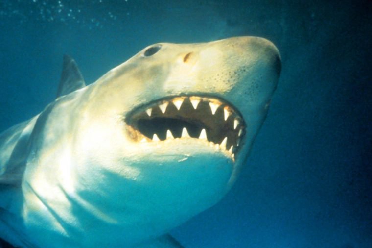The Teeth of the Sea