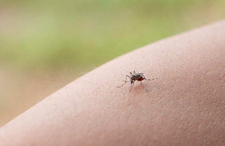 Keep flying bugs away