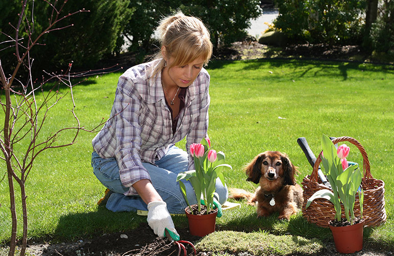 Tiptoe through the tulips