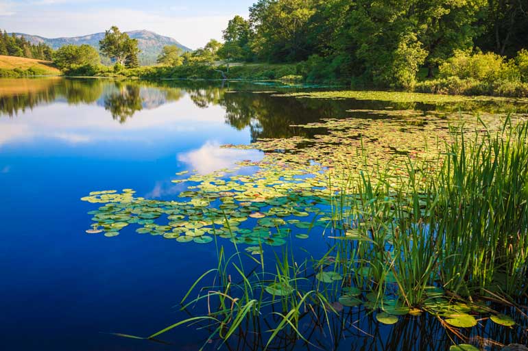 3. Lily pad limit