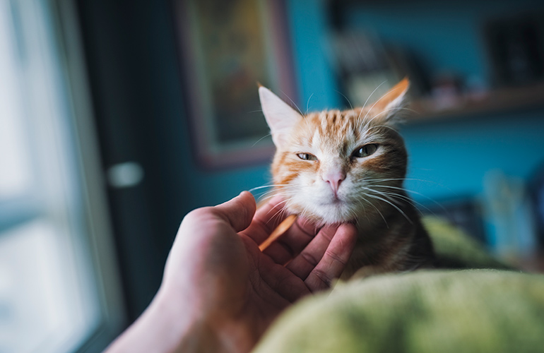 Essential cat care