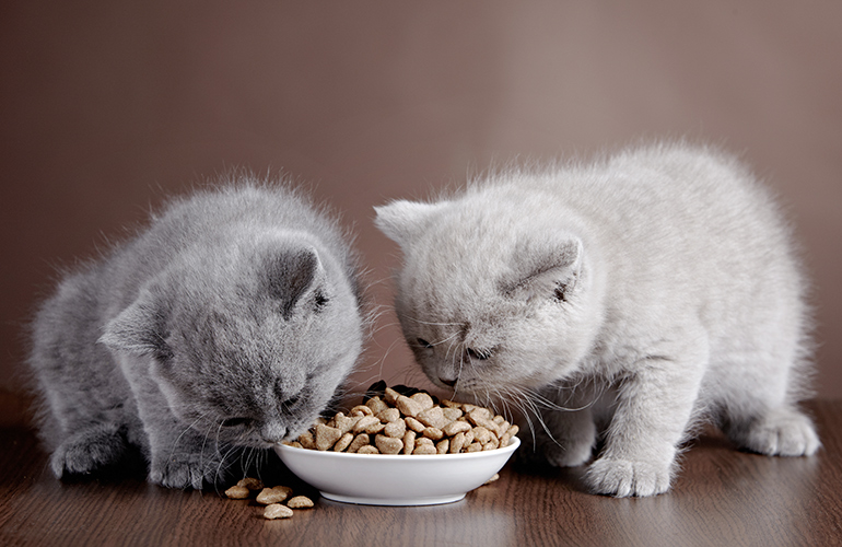 Sticking with dry food