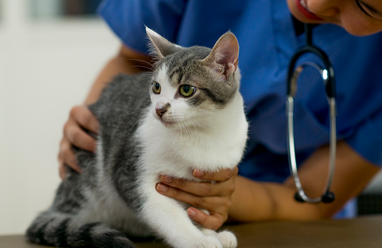 Avoiding the vet