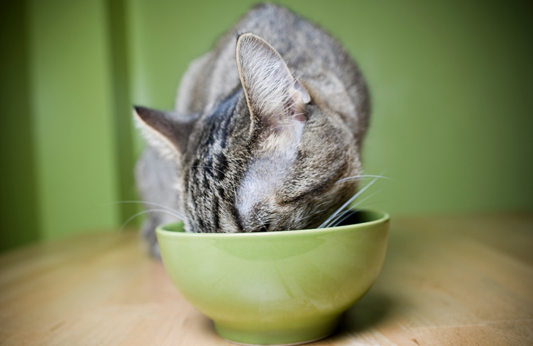 Making your cat an unbalanced meal