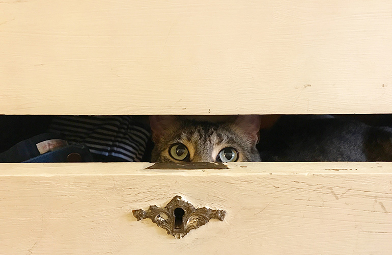 Ignoring behavioural changes