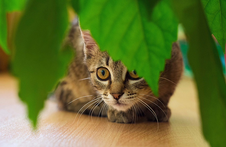 Decorating with plants