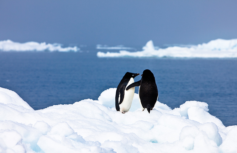 Penguins are monogamous