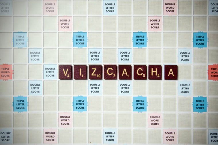 Vizcacha: A burrowing rodent