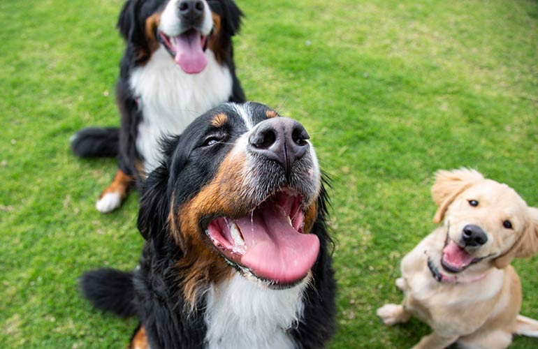 Are you a good owner or a GREAT one?
