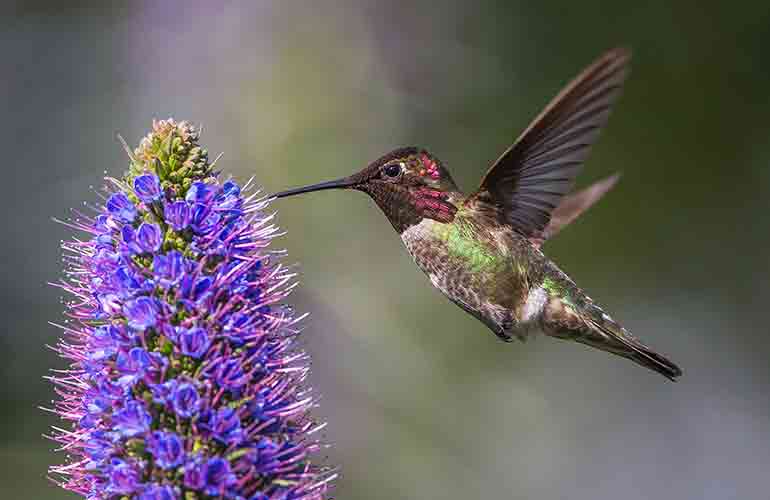 Hummingbirds