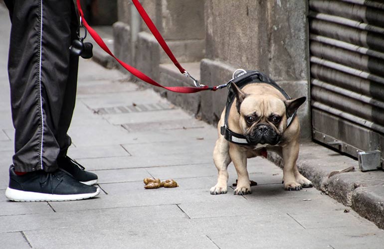 You pick up more than just poop