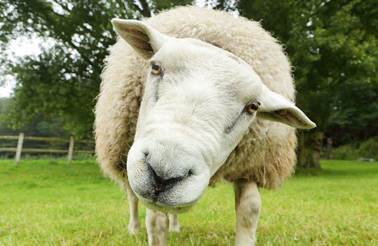Dolly the sheep proved cloning was possible