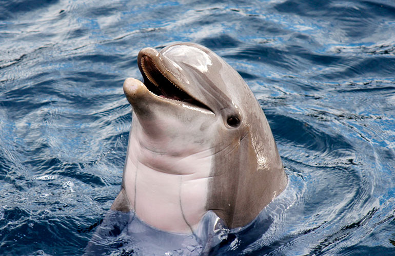 Dolphins