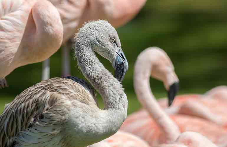 Flamingos