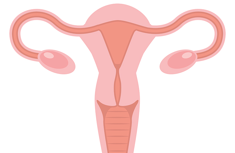 Reproductive organs