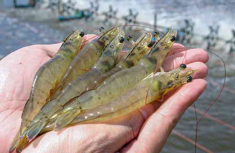 Shrimp