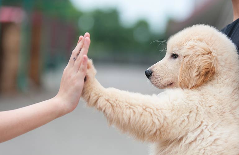 You train your dog to have good manners