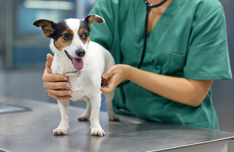 We’re a vet hospital, not a dog hotel