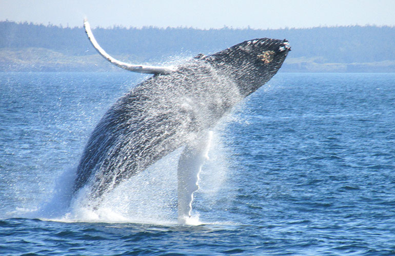 Whales
