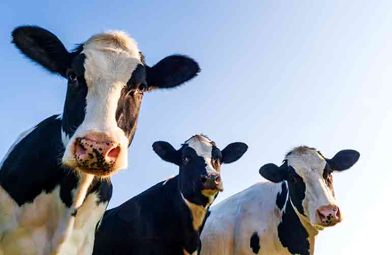 Cows
