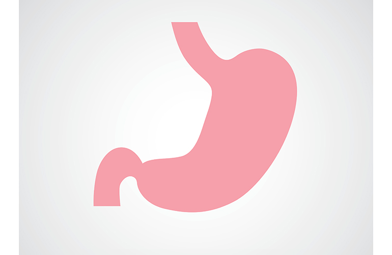 Stomach