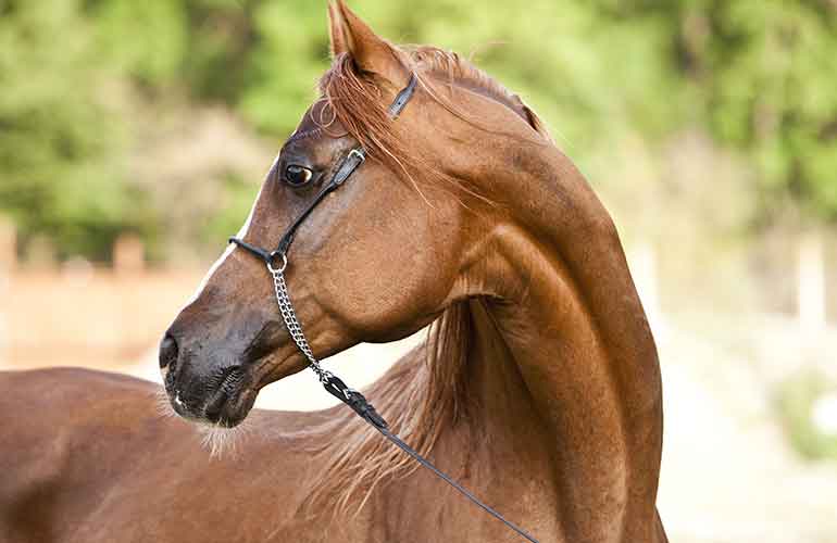 Jim the horse impressed a president