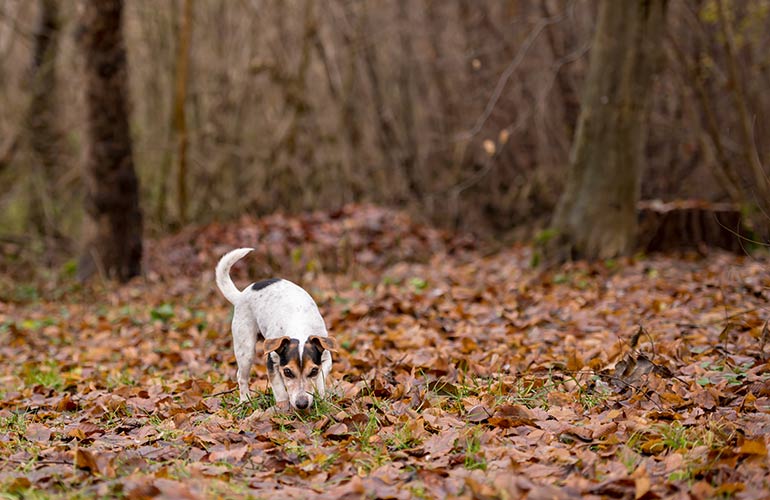 You let your dog sniff all the bushes