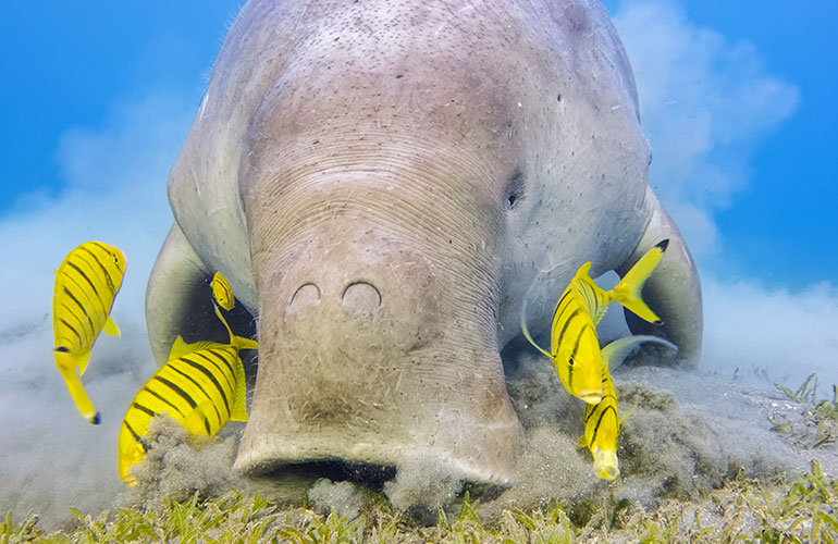 Manatees