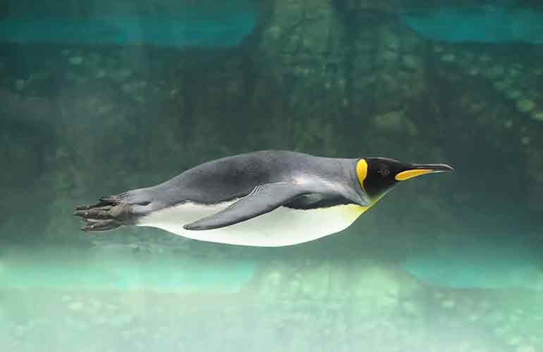 Emperor penguins