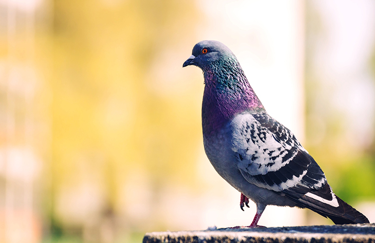 Don’t feed the pigeons