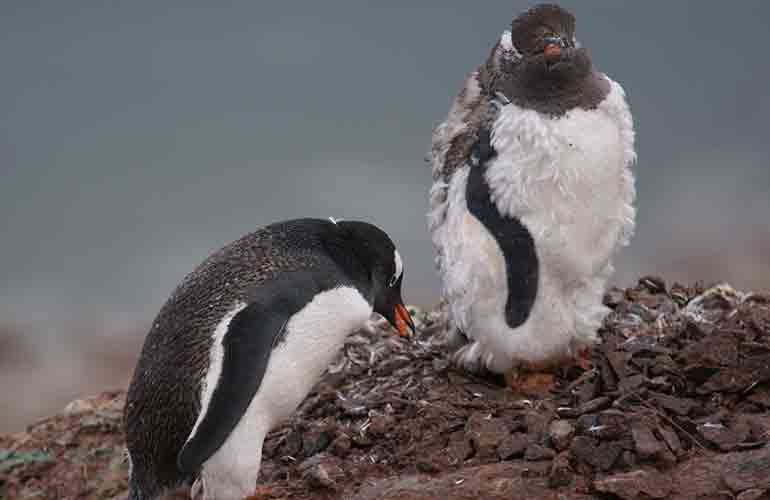 Even more penguins