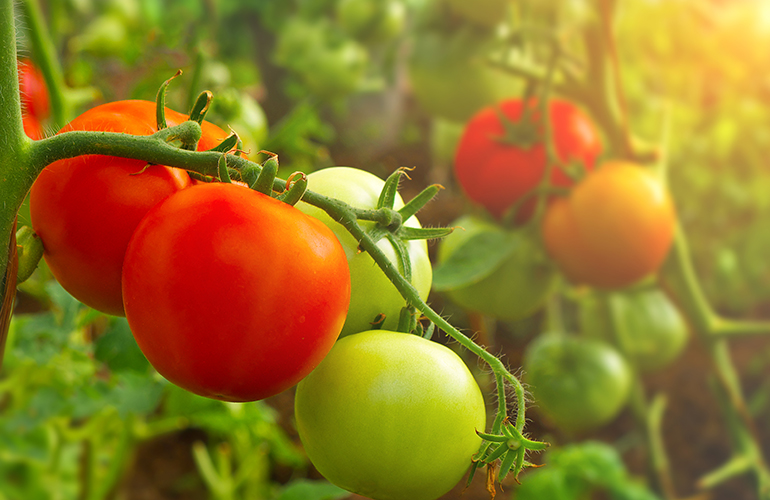 Ripen tomatoes in a rush