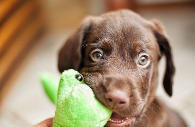 You encourage your dog’s natural instincts in a healthy way