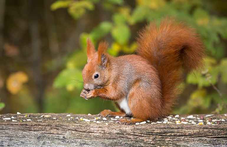 Squirrels