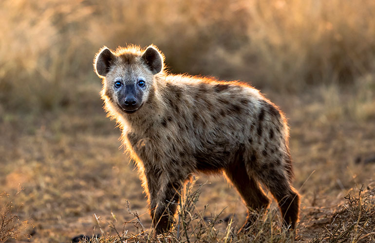 Hyenas