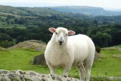 10 animals that changed history