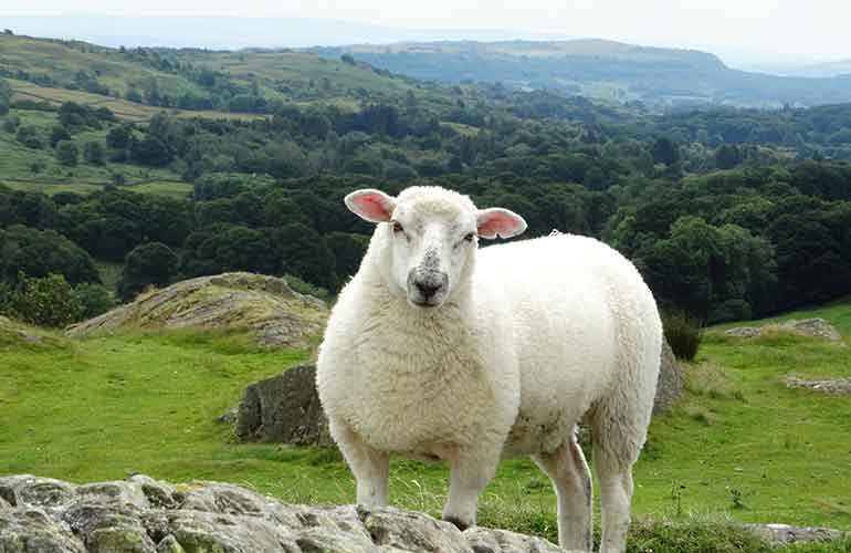 10 animals that changed history