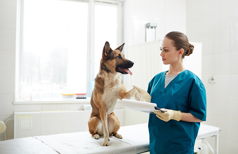 We don’t want your pets to be in pain