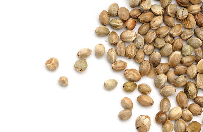 Hemp seeds