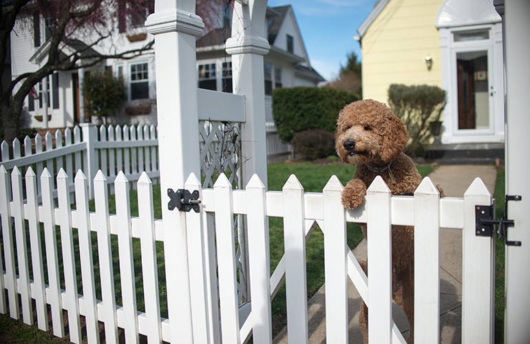 You make your house dog-friendly